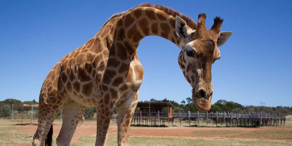 Where do giraffes come from?