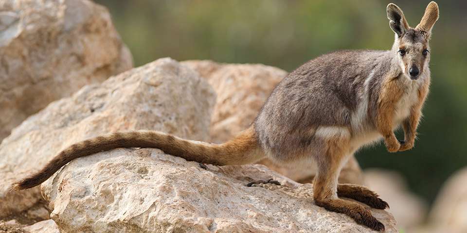 Image result for yellow footed wallaby
