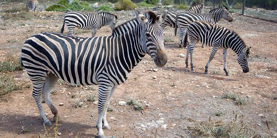 Plains Zebra Facts & Information - Monarto Zoo