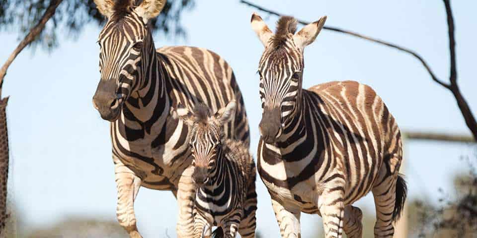 Plains Zebra Facts & Information - Monarto Zoo
